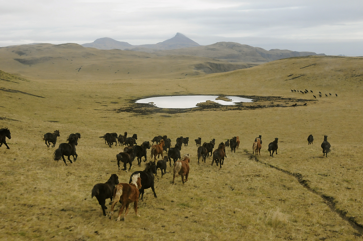 Horses running free on the Aleutian island of Umnak r/pics