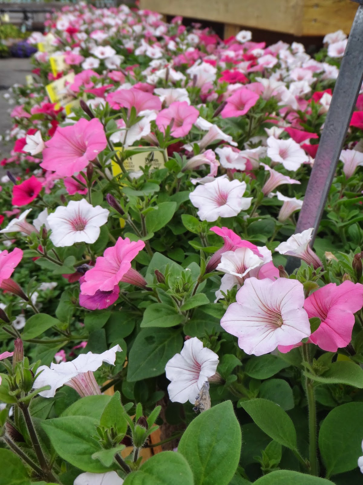 Northern Lights Greyhound Adoption Dog Blog Flowers For Mom And