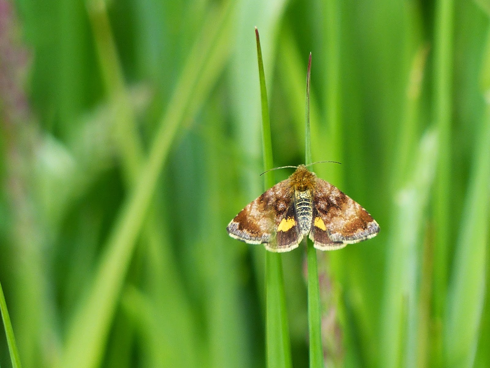 Oxfordshire Wildlife Day Flying Moths