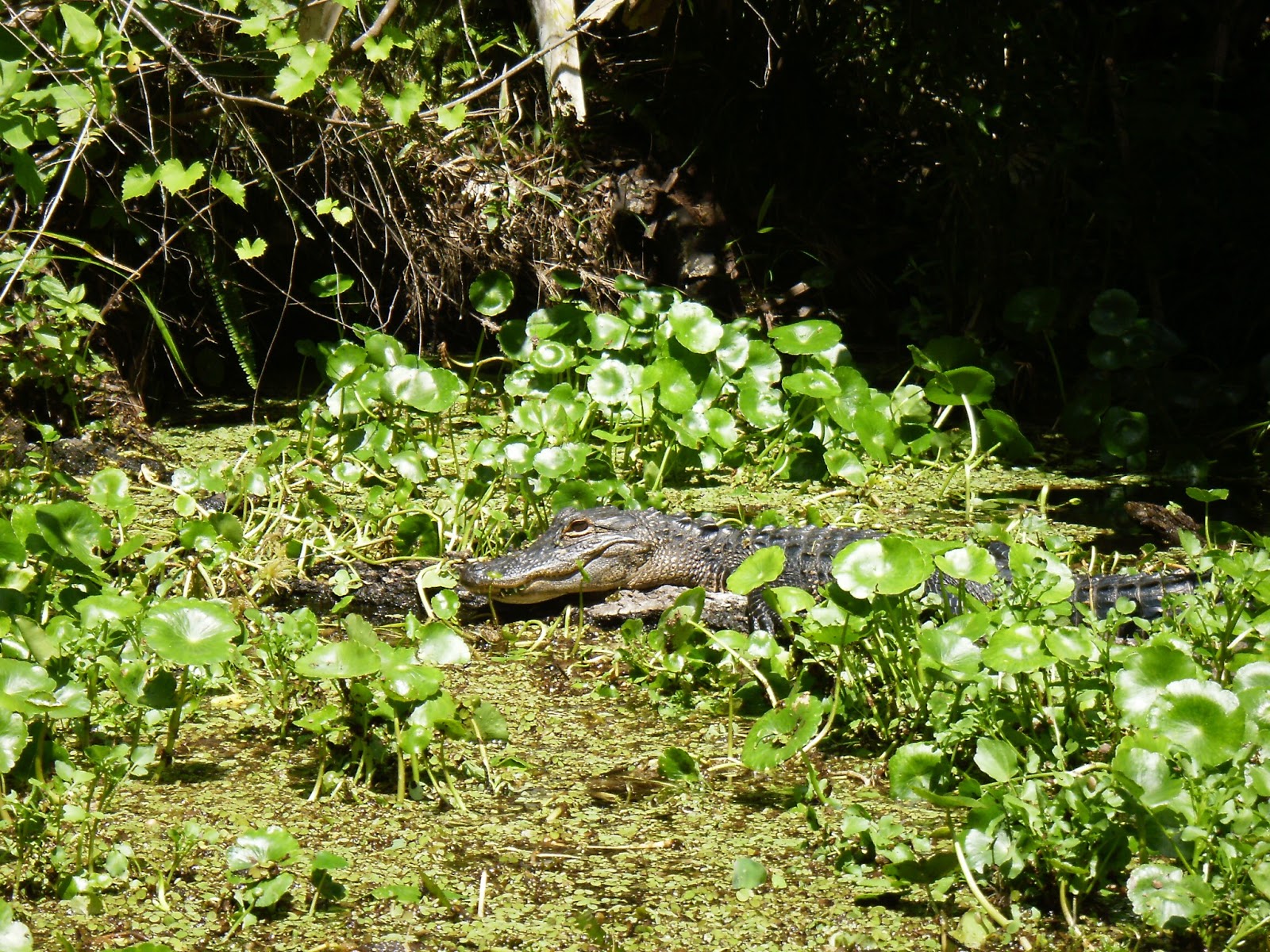 Kayaking Wekiva River & Rock Springs Run with Gators! When 140