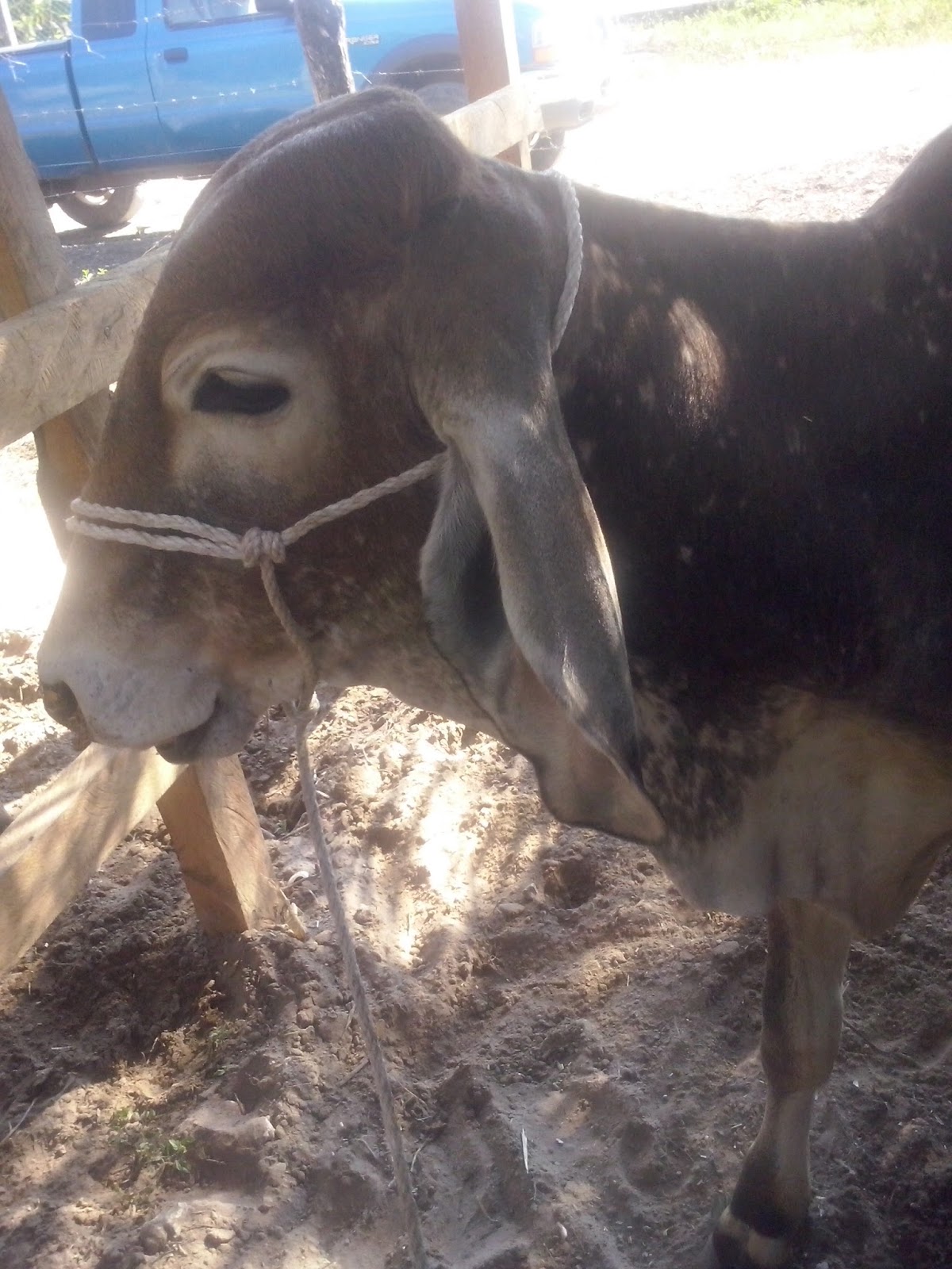VICTORIA,YORO, HONDURAS. EXPOSICION GANADERA.