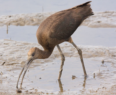 Glossy Ibis