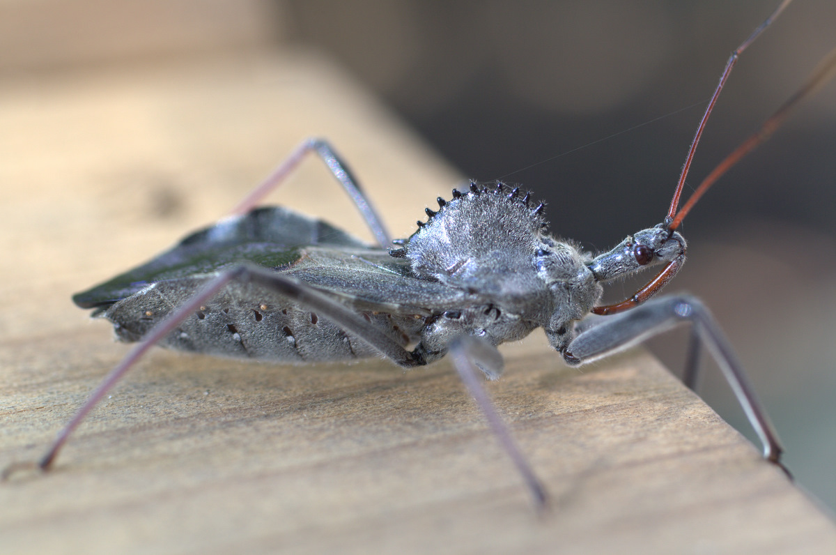 From the Soil Wheel Bug The Final Molt