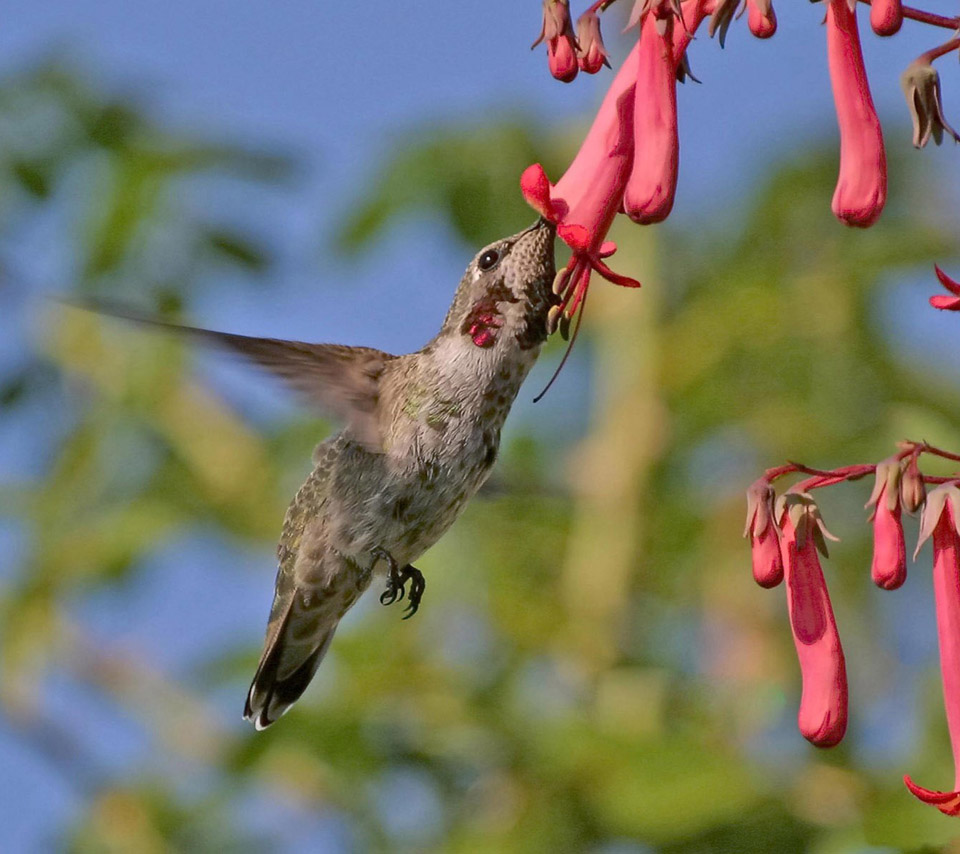flowers for flower lovers. Flowers and humming birds desktop wallpapers.