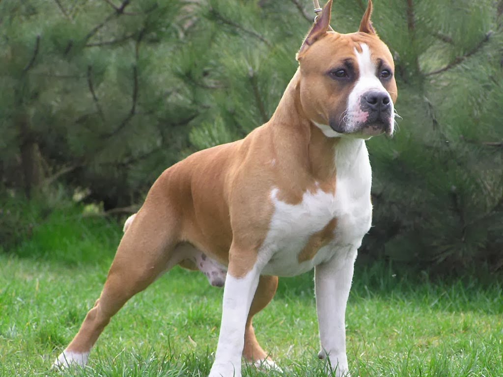 Mejores perros pitbull fotos | Educa a tu Perro Con Brandom Mejores perros pitbull fotos | Educa a tu Perro Con Brandom