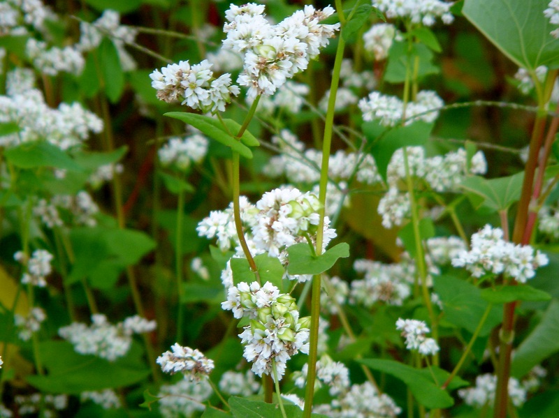 Stardust Talk Buckwheat flowers in full bloom