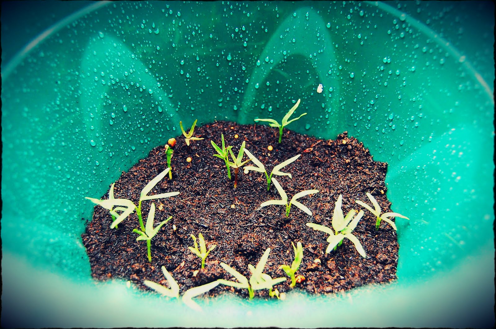 Sexy Nomad's Projects How to Grow Kailan and Kangkong Seeds