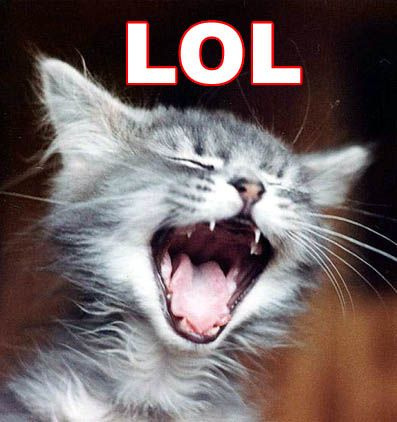 Aesthetic Funny Animal Pictures Hilarious Laughing