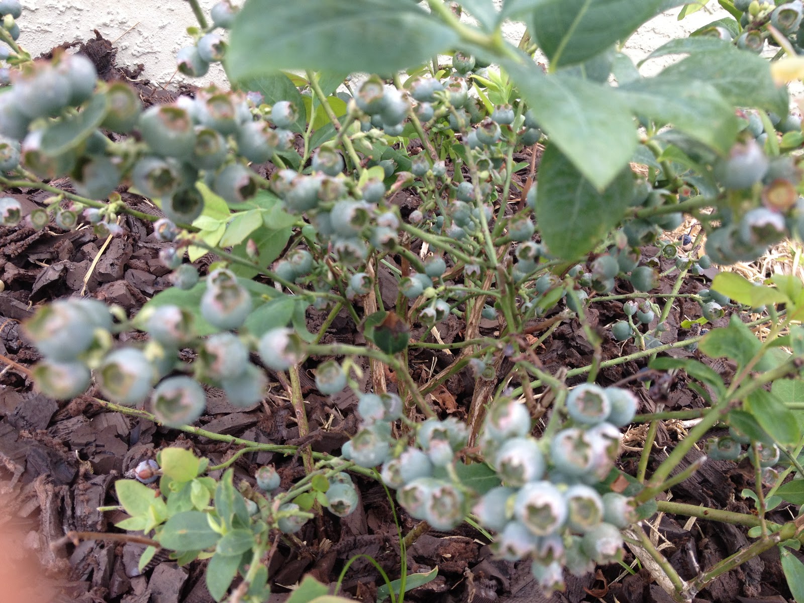 White Swan Properties Blogspot Boxwoods For Ontario Landscapes