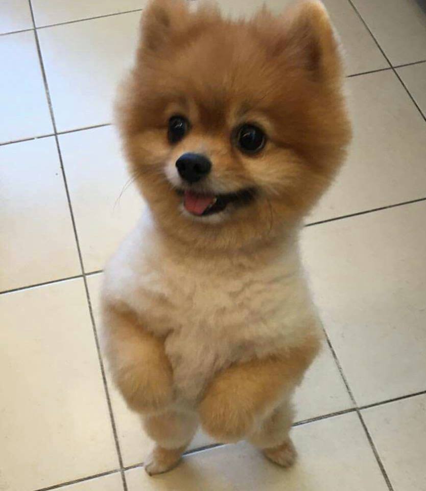 Pomeranian Izmir Mikro Cipli Orjinal Belgeli Pomeranian Boo Yavrulari