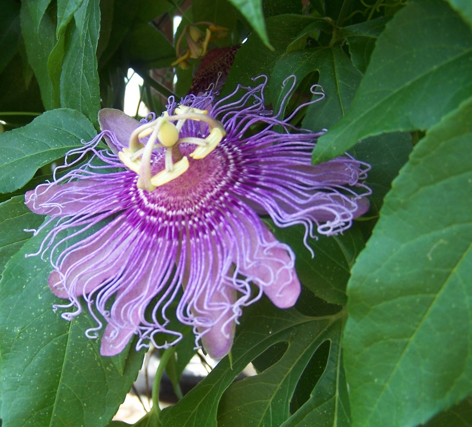 The Roosting Hen A tale of a Passion Vine......
