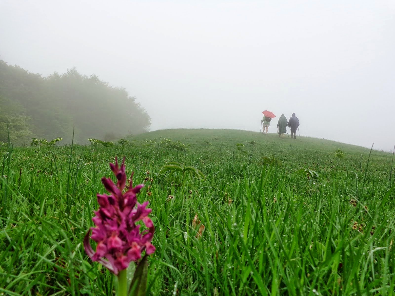 The way Franciscan