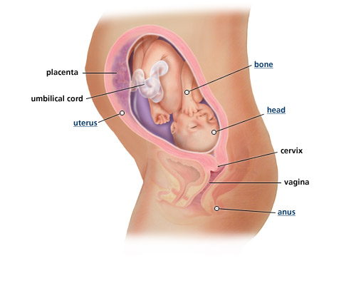 baseball diamonds hairspray bumpdate 29 weeks butternut squash size