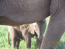 Mama Elephant and Baby very close up