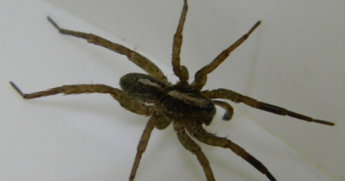 Michigan Spiders Wolf Spider