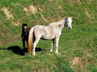 Cavalls a Can Reixac Cavalls a Can Reixac