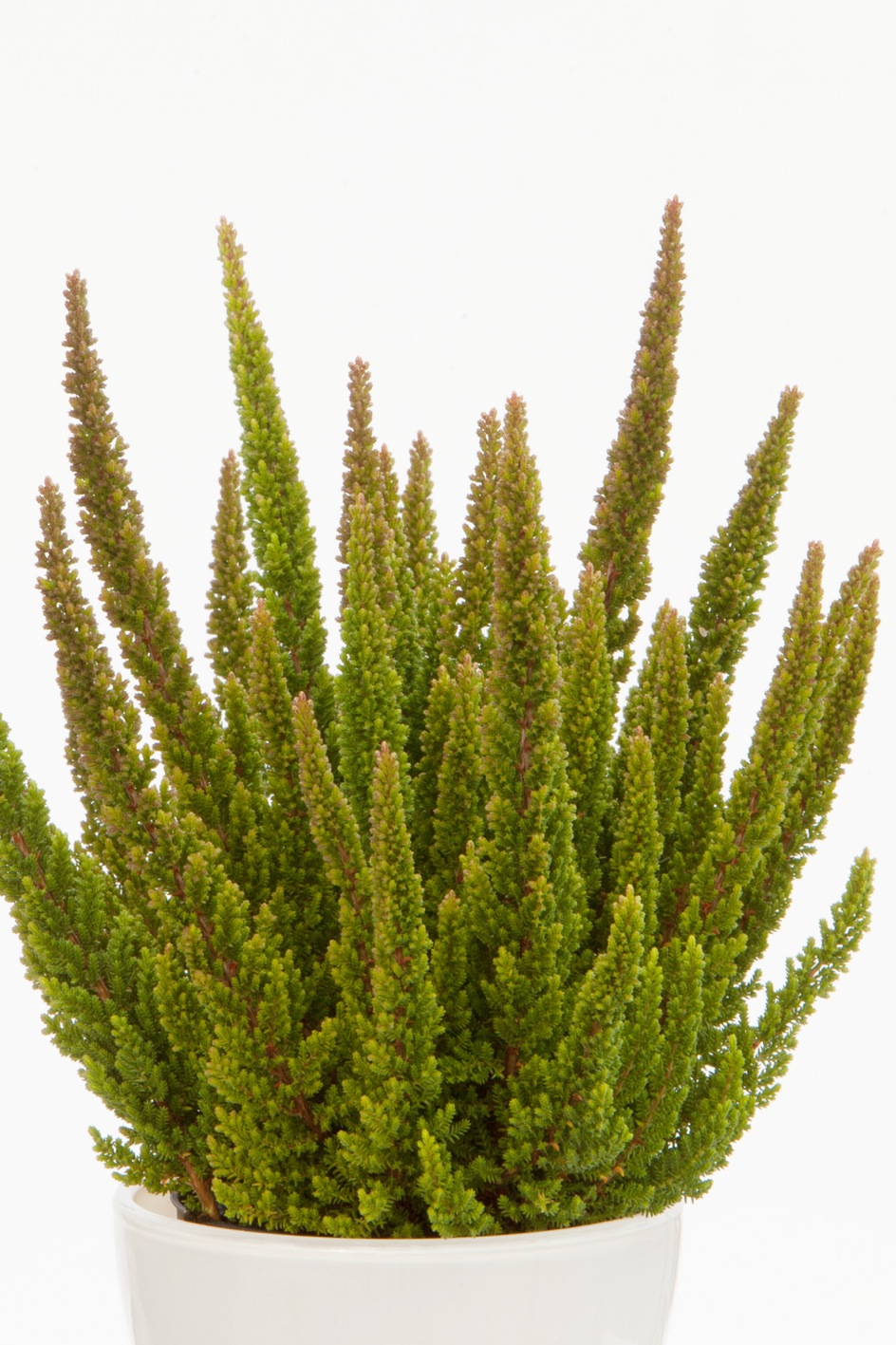 Pubblick Plantele Inscrise In Competitia Soiurilor Noi La