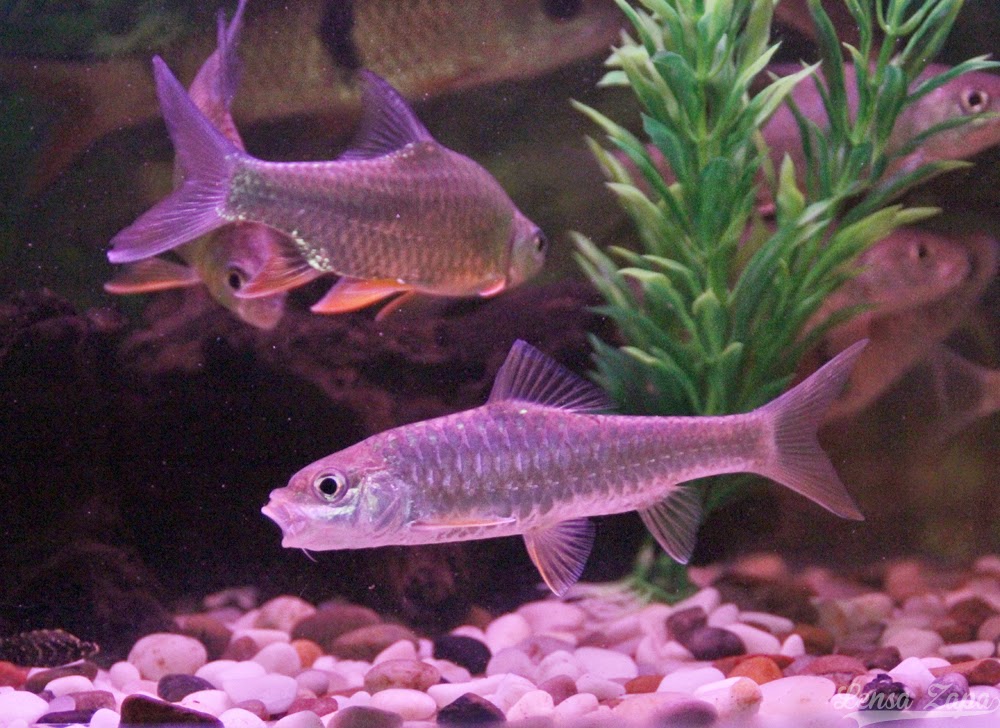 Lensa Zapa Ikan Kelah Merah Sebarau Jelawat Krai Emas Akuarium Ikan Sungai 9 November 2014 25 Gambar Lensa Zapa Ikan Kelah Merah Sebarau Jelawat Krai Emas Akuarium Ikan Sungai 9 November 2014 25 Gambar