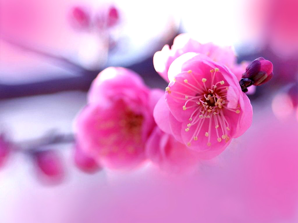 http://2.bp.blogspot.com/-ENrr1PR99w0/T-ffjRYLrKI/AAAAAAABNco/I-stautBZ3Q/s1600/Beautiful_flowers_wallpaper.jpg