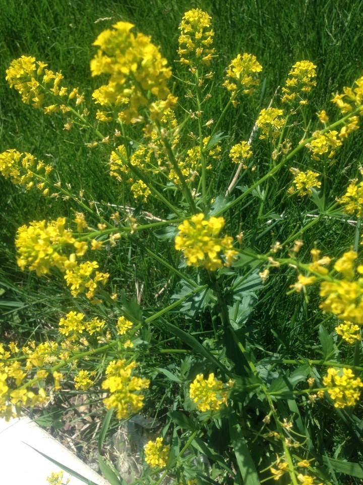 Floppy Resolutions Edible Weeds Yellow Rocket