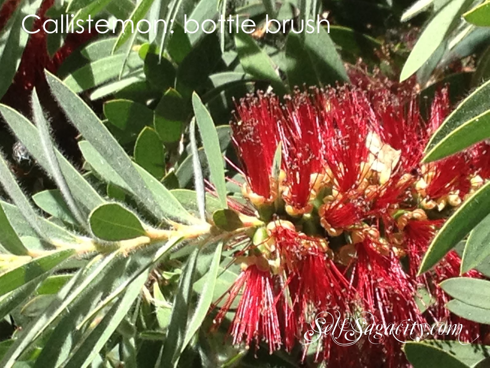 Red Callistemon: Red bottle brush flowers