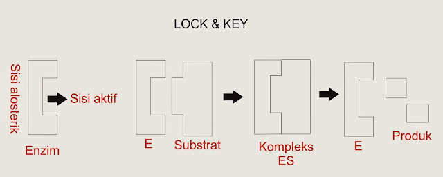 BIOLOGI GONZAGA BIOKATALISATOR ENZIM