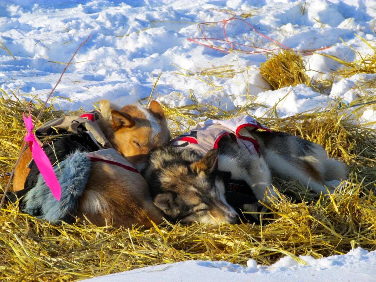 Can Dogs Sleep In Hay