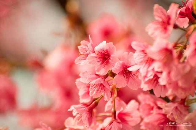 [台北] 陽明山平等里平菁街賞櫻