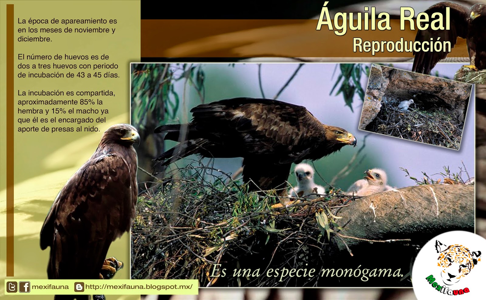 MEXIFAUNA: Águila Real (Aquila chrysaetos)