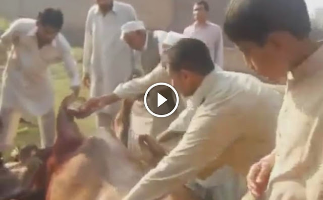 COW ATTACKING ON PEOPLE BEFORE EID QURBANI 2014 2013, COW ATTACKING ON PEOPLE BEFORE EID QURBANI 2014 2014,Cow runnig on road, bull ran away video, cow qurbani videos, cow pic 2014, cow eid, cow eid 2014, qurbani in pakistan, angry cow videos,