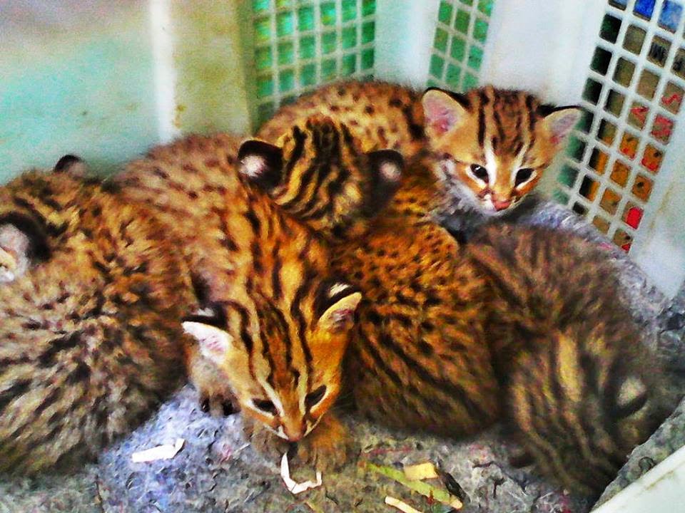 Kucing Hutan image
