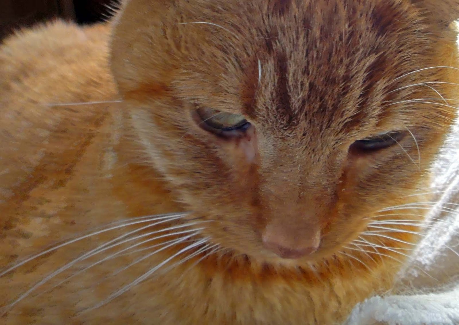 Cat Keeps Biting Me For No Reason Cat Keeps Biting Me For No Reason