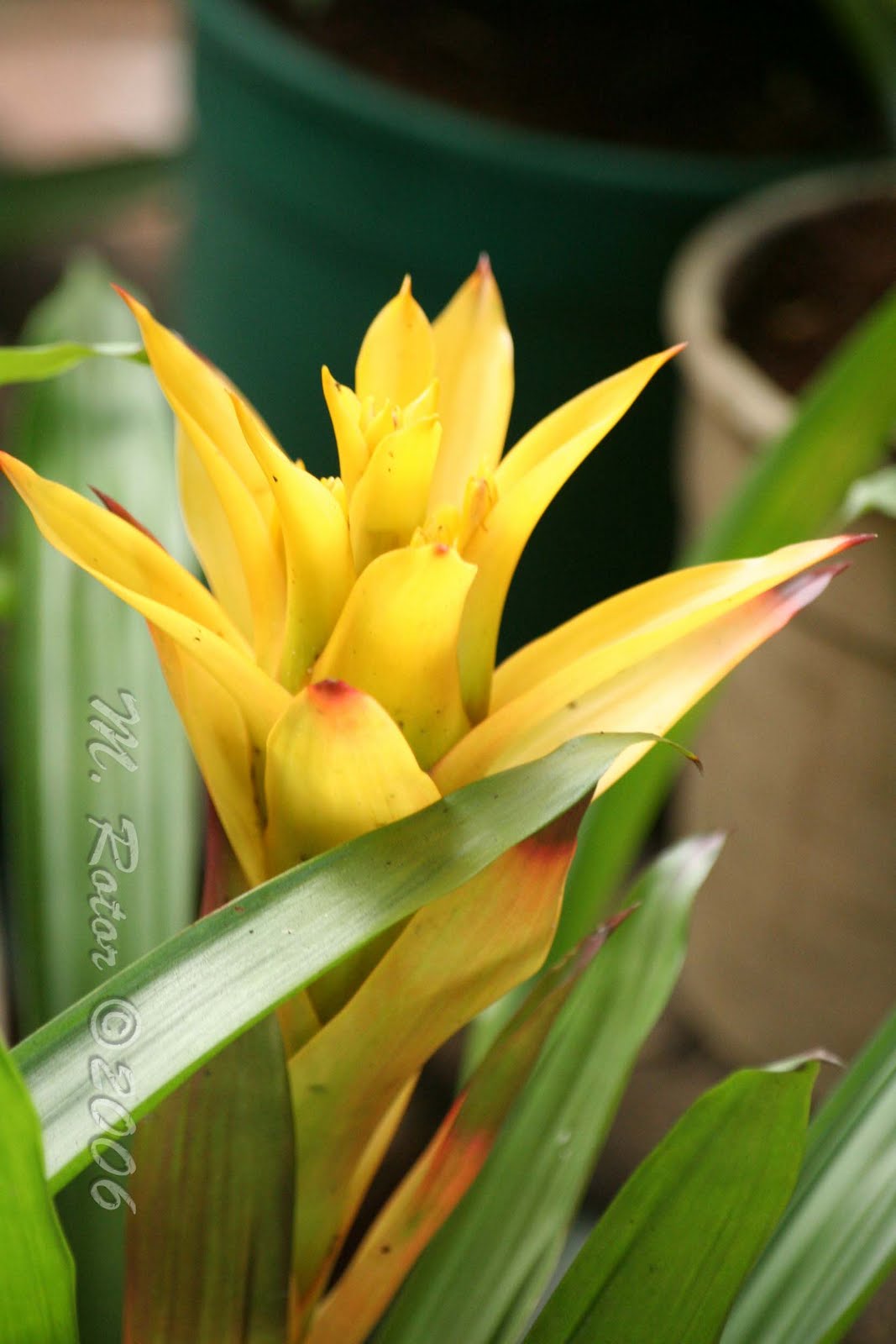 Living with Nature School on Blog by Dr. Abercio V. Rotor Pineapple