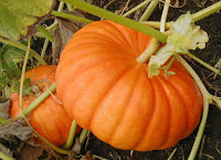 Pumpkin