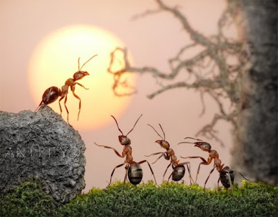 The Secret Life of Ants