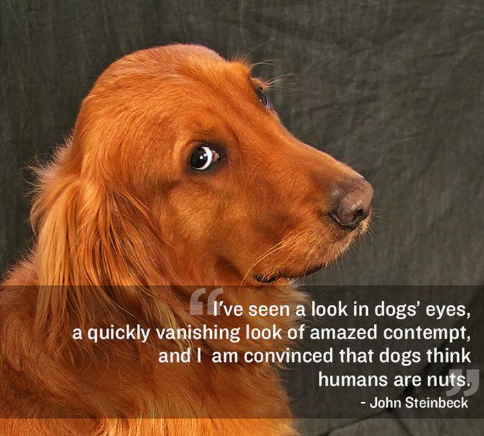 Mail2Day: 21 Great Quotes About Pets