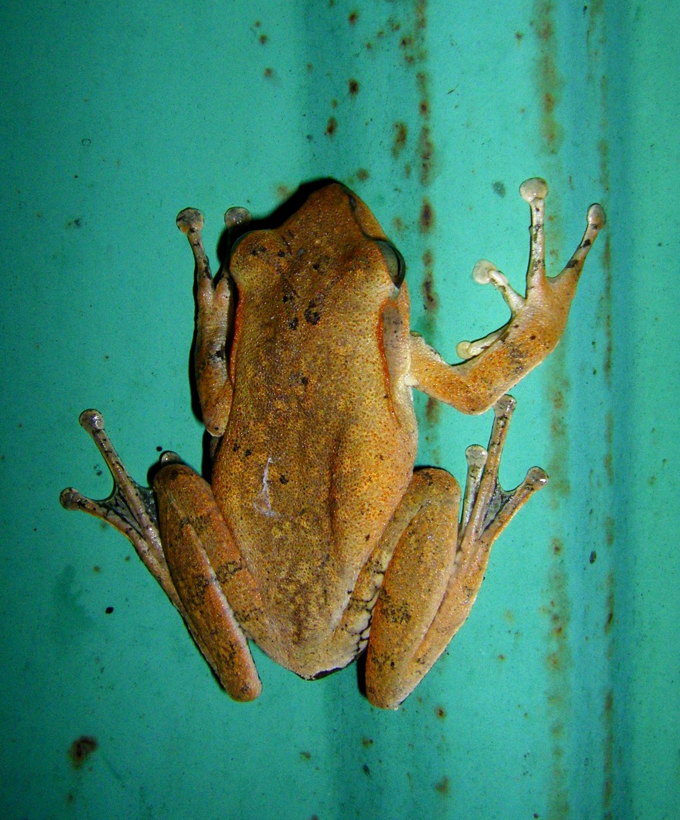 Fauna Photography Formosa: White-lipped Tree Frog (Taipei)