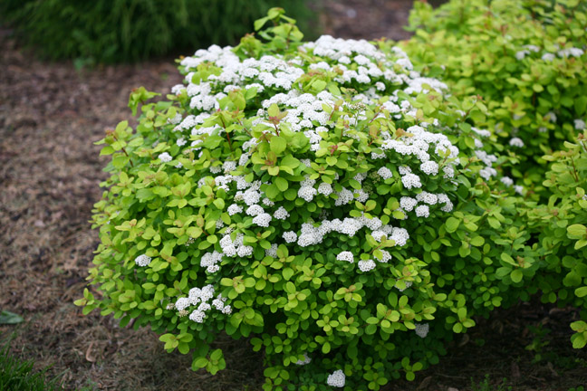 birchleaf personals Birchleaf's best 100% free catholic girls dating site meet thousands of single catholic women in birchleaf with mingle2's free personal ads and chat rooms our network of catholic women in. birchleaf personals Birchleaf's best 100% free catholic girls dating site meet thousands of single catholic women in birchleaf with mingle2's free personal ads and chat rooms our network of catholic women in.