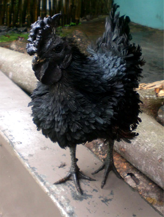 Ayam Cemani, The Unholy Yet The Most Expensive Chicken in The World