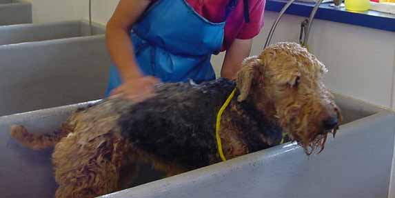 Ooh La La Dog Grooming Ooh La La Dog Grooming