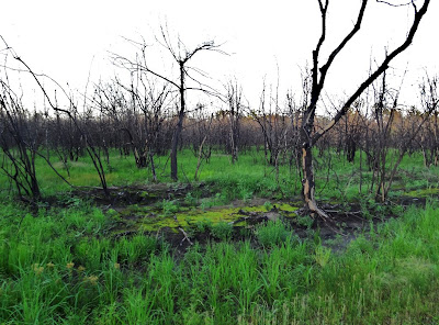 Trees charred in 2011 wildfire on wet ground that is greening again