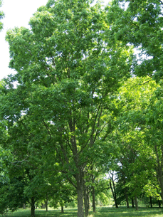 pecan trees in grove