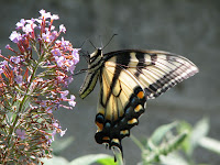 butterfly garden