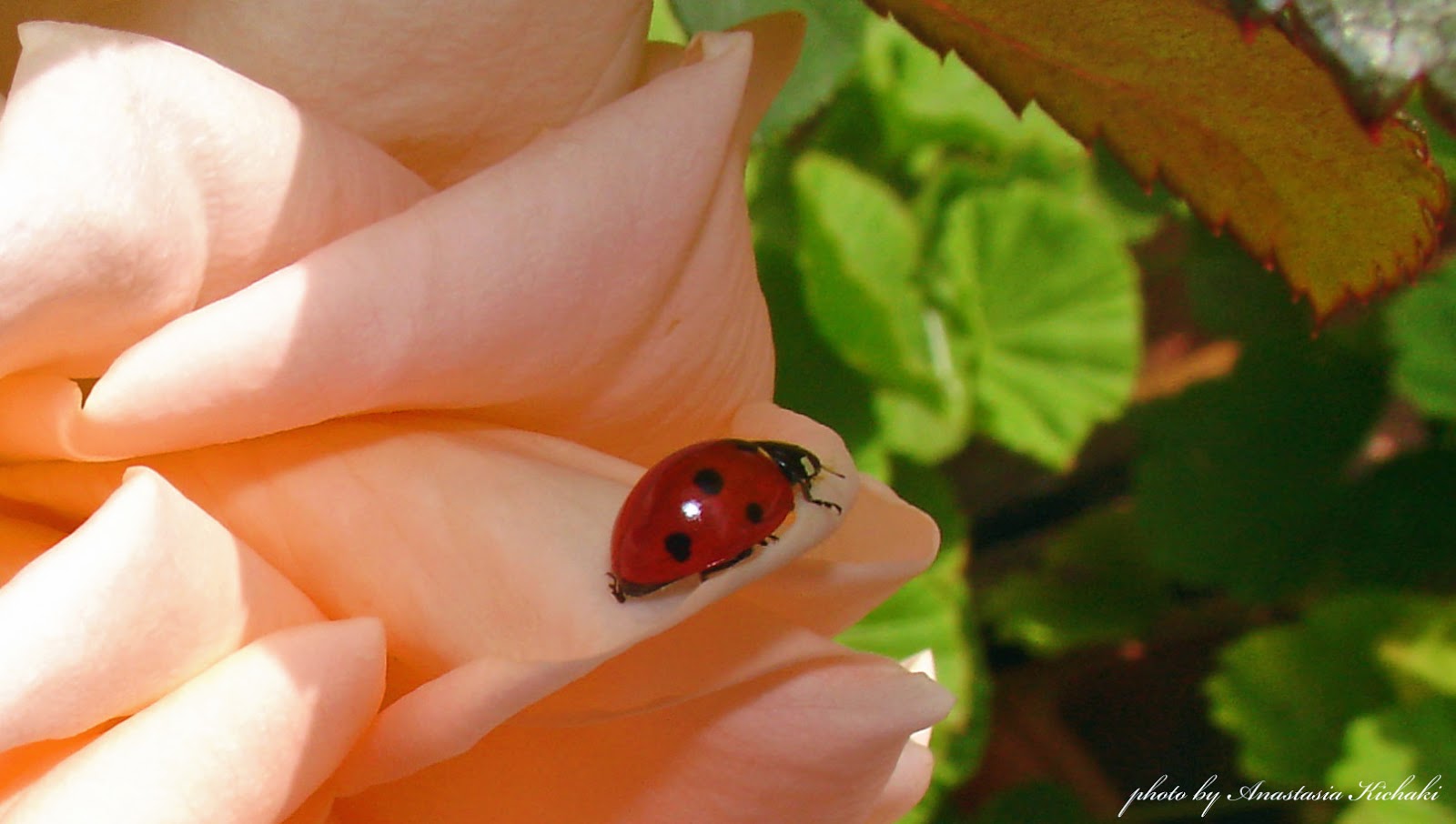 Mai Sitten Und Brauche In Griechenland