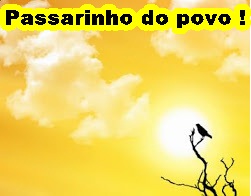 Passarinho do Povo !