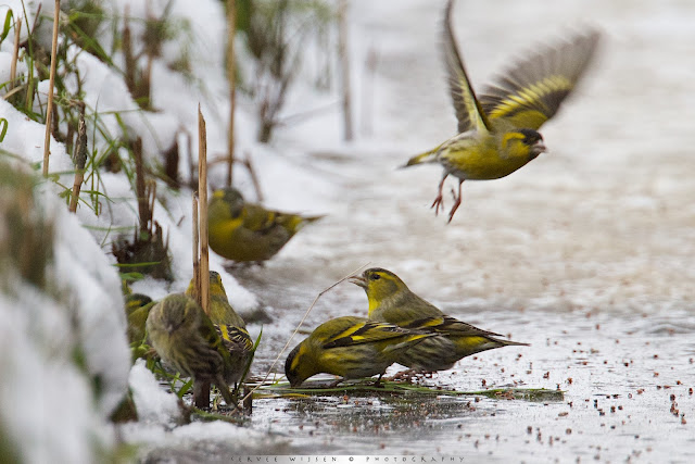 Sijs - Siskin - Carduelis spinis