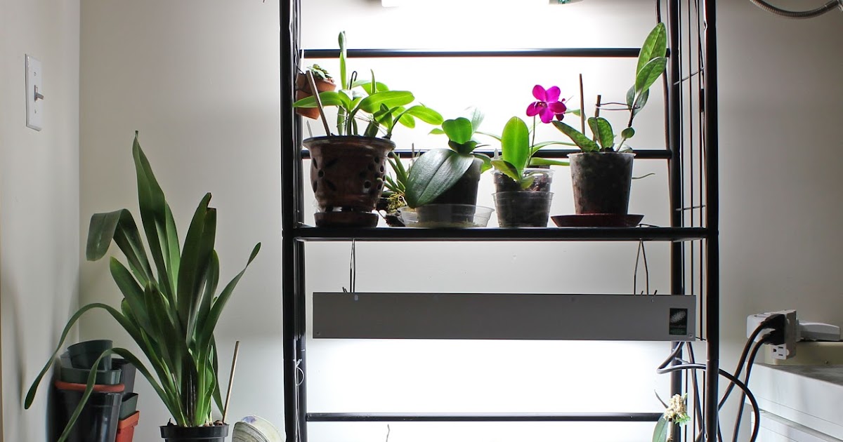 Maria's Orchids Lighting Upgrade adding a T5 fixture to my growth area