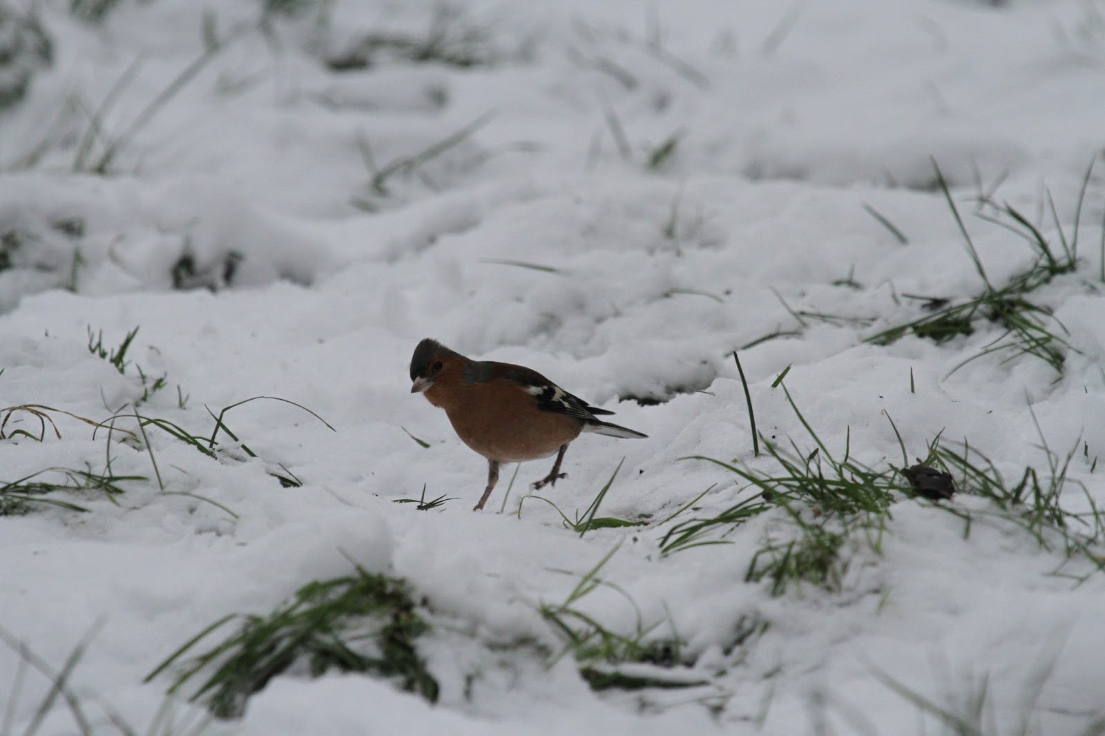 Pinzon en la nieve 19.01.13+woody+001