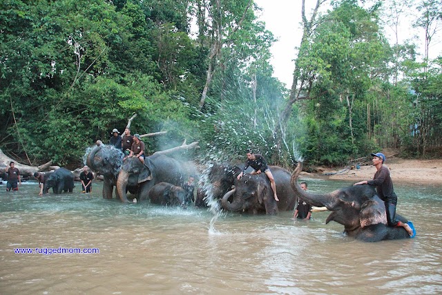 Memandikan Gajah di Kenyir Elephant Village