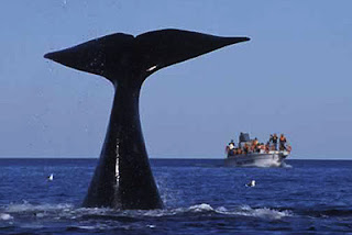 Whale Watching Tours - Description and options